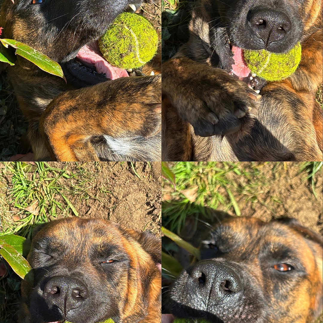 Monark a rejoint le concours — aidez-le/la à gagner de superbes lots ! animal, art, ball, bodypart, boxer, bulldog, canine, collage, dog, grass, hound, mouth, person, pet, pitbull, plant, puppy, sport, tennis, tennisball