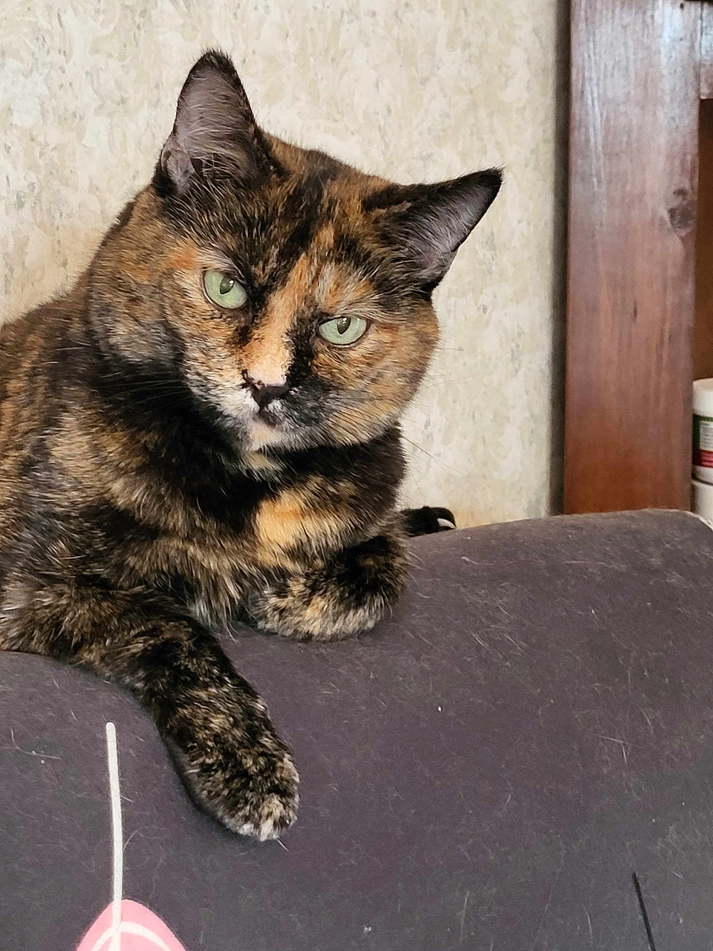 Pumpkin is registered to the contest to win money with this photo: cat, tortoiseshell_cat, green_eyes, pet, feline, fur, indoor, resting, curious, animal, portrait, closeup, whiskers, paw, couch, furniture, domestic_cat, cute, mammal, relaxed