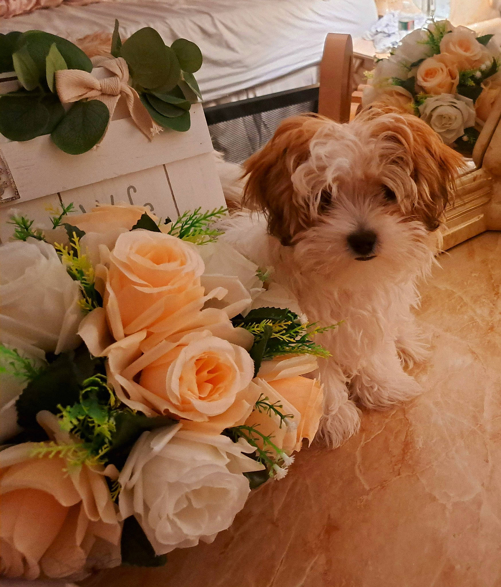 Peluche joined the competition — help win amazing prizes! bouquet, carnivore, companion_dog, cut_flowers, dog, dog_breed, floral_design, flower, flower_arranging, garden_roses, hybrid_tea_rose, liver, orange, peach, petal, plant, rose, rose_order, toy_dog, wedding_ceremony_supply