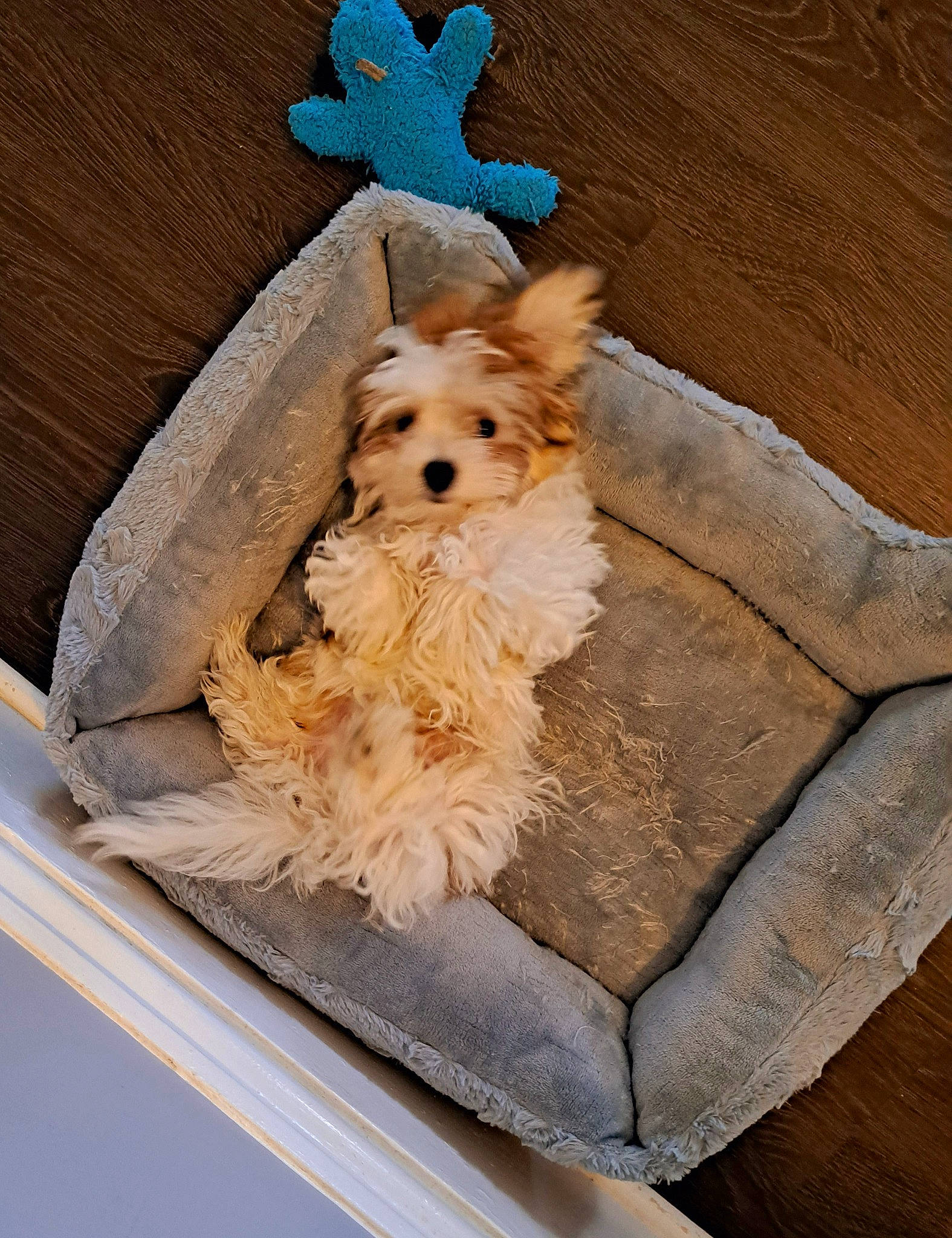 Peluche is registered to the contest to win money with this photo: canidae, carnivore, companion_dog, dog, dog_breed, dog_clothes, dog_supply, fawn, hardwood, pet_supply, small_terrier, sporting_group, stuffed_toy, terrier, toy, toy_dog, wood, working_animal, yorkipoo, yorkshire_terrier