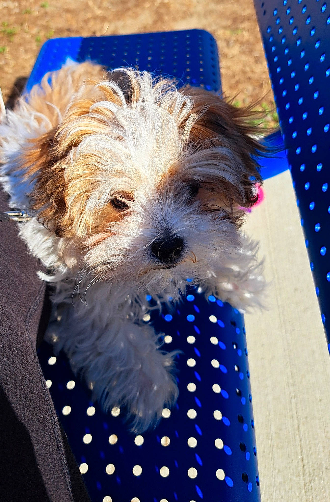 Peluche is registered to the contest to win money with this photo: blue, canidae, carnivore, companion_dog, dog, dog_breed, dog_clothes, dog_collar, dog_supply, electric_blue, fur, maltepoo, pattern, pet_supply, small_terrier, sporting_group, terrier, toy, toy_dog, working_animal