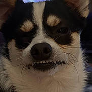 Teddy joined the competition — help win amazing prizes! dog, puppy, black_and_white, toothy_grin, smiling, face, portrait, close_up, pet, animal, ears, nose, whiskers, fur, indoors, lock_screen, smartphone, photography, funny, cute