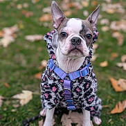 Saige joined the competition — help win amazing prizes! dog, boston_terrier, pet, animal, outdoor, grass, leaves, autumn, fall, coat, jacket, harness, purple, ears, face, sitting, cute, canine, portrait, nature