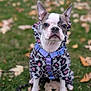 dog, boston_terrier, pet, animal, outdoor, grass, leaves, autumn, fall, coat, jacket, harness, purple, ears, face, sitting, cute, canine, portrait, nature