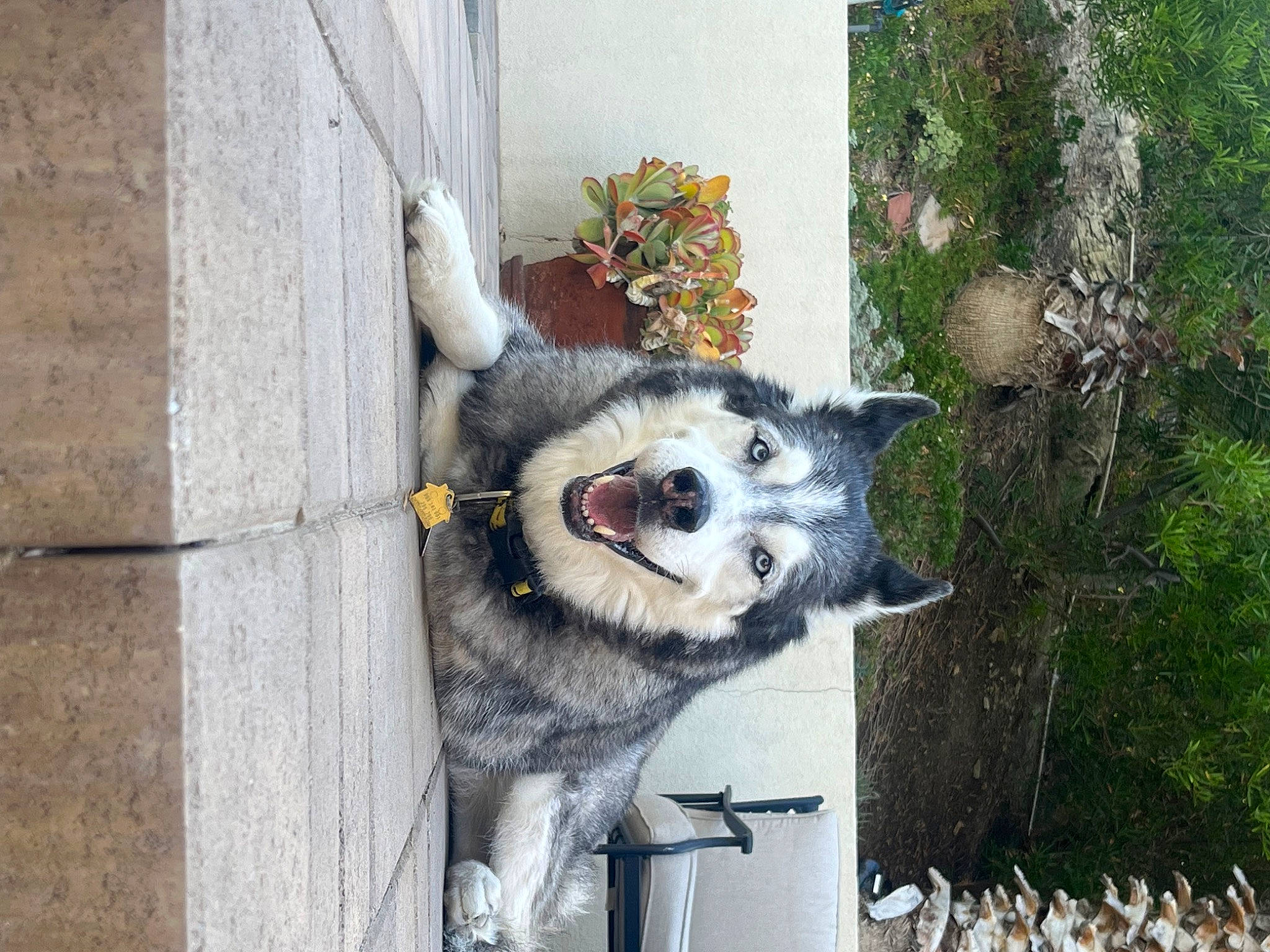 Shadow is registered to the contest to win money with this photo: art, automotive_wheel_system, canidae, carnivore, dog, dog_breed, dog_supply, fur, grey, plant, procyonidae, snout, tail, terrestrial_animal, tree, twig, whiskers, wood