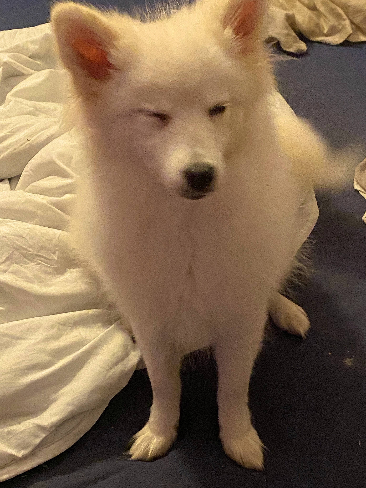 Bella participe au concours pour gagner de l'argent avec cette photo : ancient_dog_breeds, canidae, carnivore, companion_dog, dog, dog_breed, fawn, fur, non_sporting_group, samoyed, snout, sporting_group, tail, terrestrial_animal, whiskers, working_animal