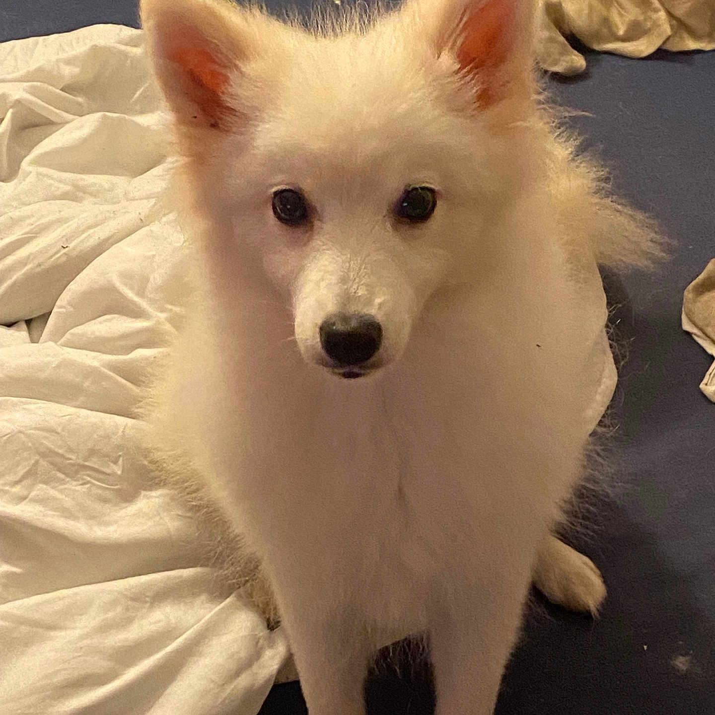Bella