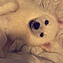 Bella a rejoint le concours — aidez-le/la à gagner de superbes lots ! animal, bed, blanket, canine, cockerspaniel, dog, eskimodog, furniture, goldenretriever, husky, person, pet, puppy, sleeping, terrier, white, whitedog