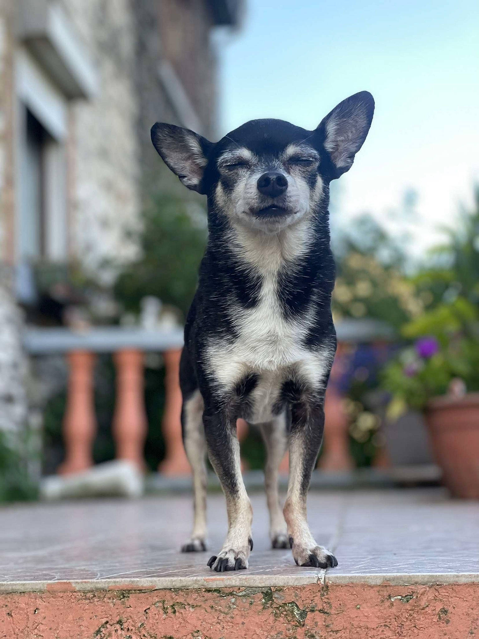 Booba participe au concours pour gagner de l'argent avec cette photo : australian_cattle_dog, canidae, carnivore, collar, companion_dog, dog, dog_breed, fawn, flowerpot, fur, houseplant, paw, plant, sky, snout, sporting_group, terrestrial_animal, whiskers, window, working_animal