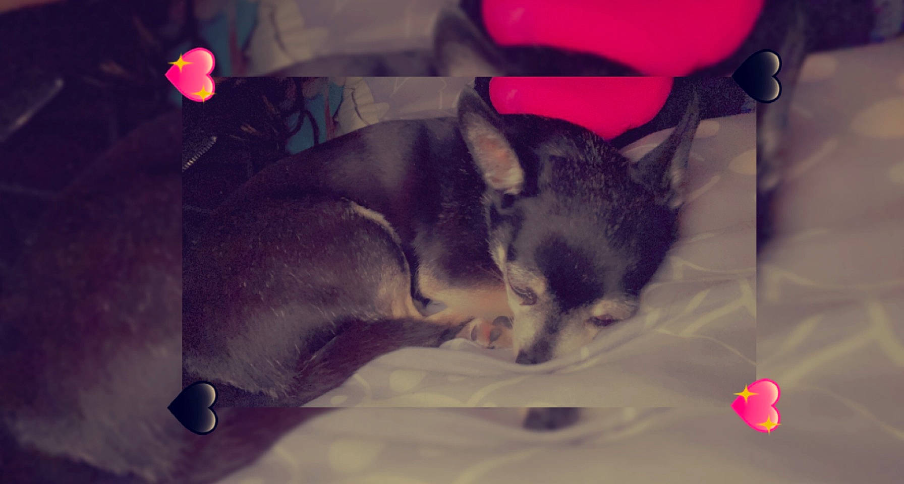 Booba participe au concours pour gagner de l'argent avec cette photo : carmine, carnivore, chihuahua, comfort, companion_dog, dog, dog_breed, ear, eye, fur, head, nap, non_sporting_group, paw, puppy, sporting_group, tail, toy_dog, whiskers, working_animal