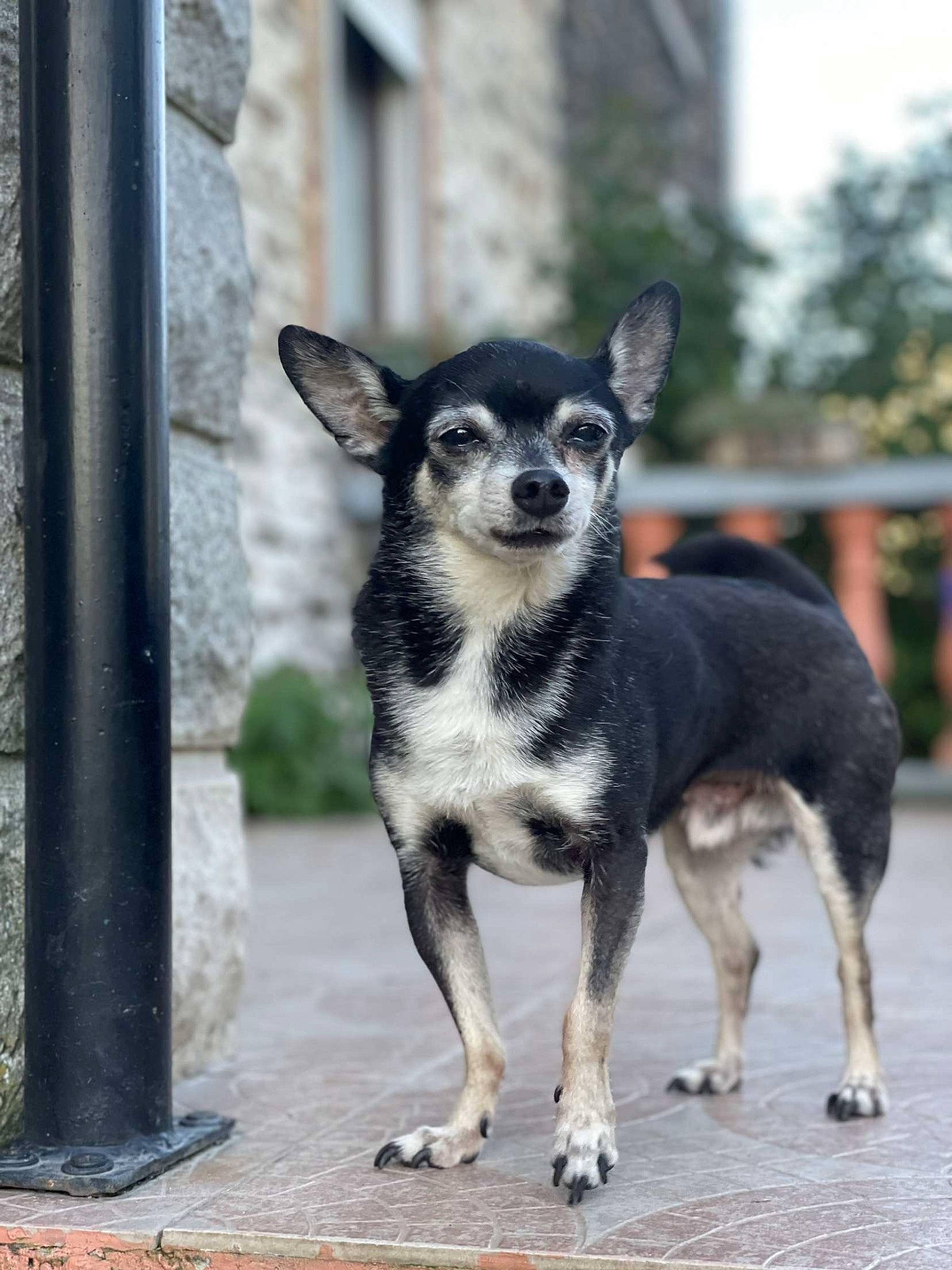 Booba a rejoint le concours — aidez-le/la à gagner de superbes lots ! canidae, carnivore, chihuahua, companion_dog, dog, dog_breed, dog_supply, fawn, fur, paw, plant, road, snout, sporting_group, tail, terrestrial_animal, toy_dog, whiskers, working_animal, working_dog