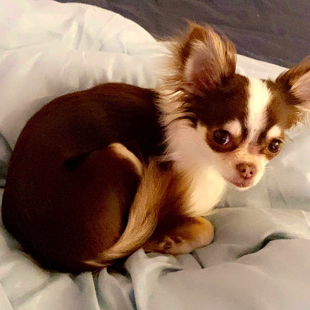 Lola