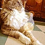 Unique Luminescence a rejoint le concours — aidez-le/la à gagner de superbes lots ! animal, calm, cat, checkered_floor, close_up, cozy, domestic_cat, feline, floor, fluffy, furniture, indoor, lens_flare, paws, pet, relaxed, side_view, soft_light, whiskers, wooden_furniture