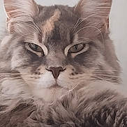 Unique Luminescence participe au concours pour gagner de l'argent avec cette photo : animal, cat, closeup, cute, domestic, ears, face, feline, fluffy, fur, gray, indoor, looking, mammal, pet, portrait, relaxed, resting, soft, whiskers