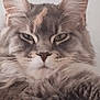 animal, cat, closeup, cute, domestic, ears, face, feline, fluffy, fur, gray, indoor, looking, mammal, pet, portrait, relaxed, resting, soft, whiskers