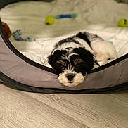 Baby joined the competition — help win amazing prizes! puppy, dog, bed, resting, sleepy, black_and_white, soft, cushion, toy, floor, wooden_floor, indoor, pet, animal, cute, cozy, lying_down, fur, young, small