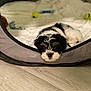 puppy, dog, bed, resting, sleepy, black_and_white, soft, cushion, toy, floor, wooden_floor, indoor, pet, animal, cute, cozy, lying_down, fur, young, small
