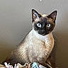 Thumper joined the competition — help win amazing prizes! cat, siamese_cat, blue_eyes, pet, animal, feline, indoor, clothing, pile, fabric, curious, alert, gray_wall, portrait, sitting, whiskers, ears, fur, domestic_animal, cute