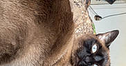 Thumper is registered to the contest to win money with this photo: cat, siamese_cat, blue_eyes, fur, pet, animal, indoor, blanket, camouflage, resting, looking, feline, whiskers, ears, face, mammal, domestic_animal, household, room, relaxing