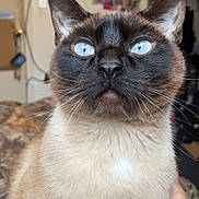 Thumper is registered to the contest to win money with this photo: bed, blanket, blue_eyes, cat, close_up, cute, domestic, ears, fur, gaze_up, hand, indoor, nose, pet, photo_collage, portrait, reflection_in_eyes, siamese, wall, whiskers
