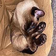 Thumper joined the competition — help win amazing prizes! cat, siamese, sleeping, paper_bag, brown, curled_up, paws, closed_eyes, cozy, indoor, fur, pet, animal, resting, cute, small_space, cardboard, relaxed, whiskers, napping