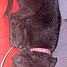 puppy, dog, black_dog, sleeping, collar, pink_collar, curled_up, red_fabric, purple_fabric, paw, tail, pet, animal, cute, domestic_animal, resting, fur, canine, indoor, cozy
