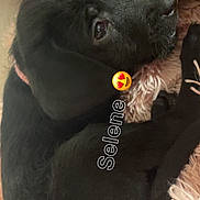 Selene joined the competition — help win amazing prizes! black_puppy, dog, pet, animal, cute, fluffy_blanket, pink_blanket, resting, looking_up, indoor, young_dog, collar, fur, snout, ears, paw, soft_texture, close_up, comfort, adorable