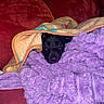 dog, black_dog, blanket, purple_blanket, couch, red_couch, cozy, snuggled, pet, indoor, fur, animal, comfort, resting, cute, warm, face, peek, soft, home