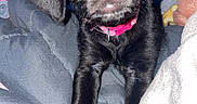 Selene is registered to the contest to win money with this photo: puppy, dog, black_dog, pet, collar, pink_collar, blanket, clothing, indoor, cute, young_dog, animal, fur, paw, face, eyes, nose, snout, cozy, flash_photo