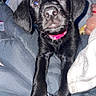 puppy, dog, black_dog, pet, collar, pink_collar, blanket, clothing, indoor, cute, young_dog, animal, fur, paw, face, eyes, nose, snout, cozy, flash_photo
