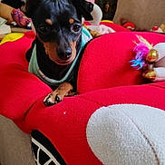 Ofelia a rejoint le concours — aidez-le/la à gagner de superbes lots ! dog, small_dog, black_dog, tan_markings, pet, indoor, plush_cushion, red_cushion, toy, colorful_toy, fabric, furniture, cute, animal, canine, resting, cozy, background_plants, home, relaxing