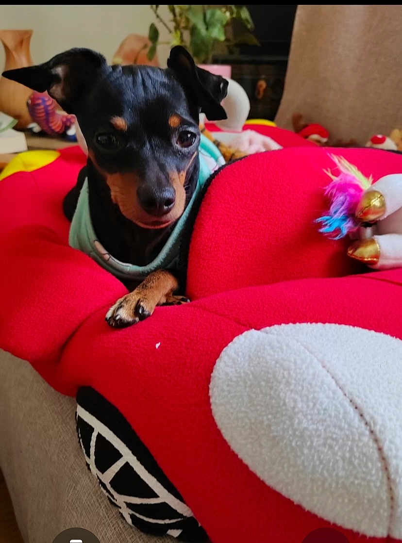 Ofelia a rejoint le concours — aidez-le/la à gagner de superbes lots ! dog, small_dog, black_dog, tan_markings, pet, indoor, plush_cushion, red_cushion, toy, colorful_toy, fabric, furniture, cute, animal, canine, resting, cozy, background_plants, home, relaxing