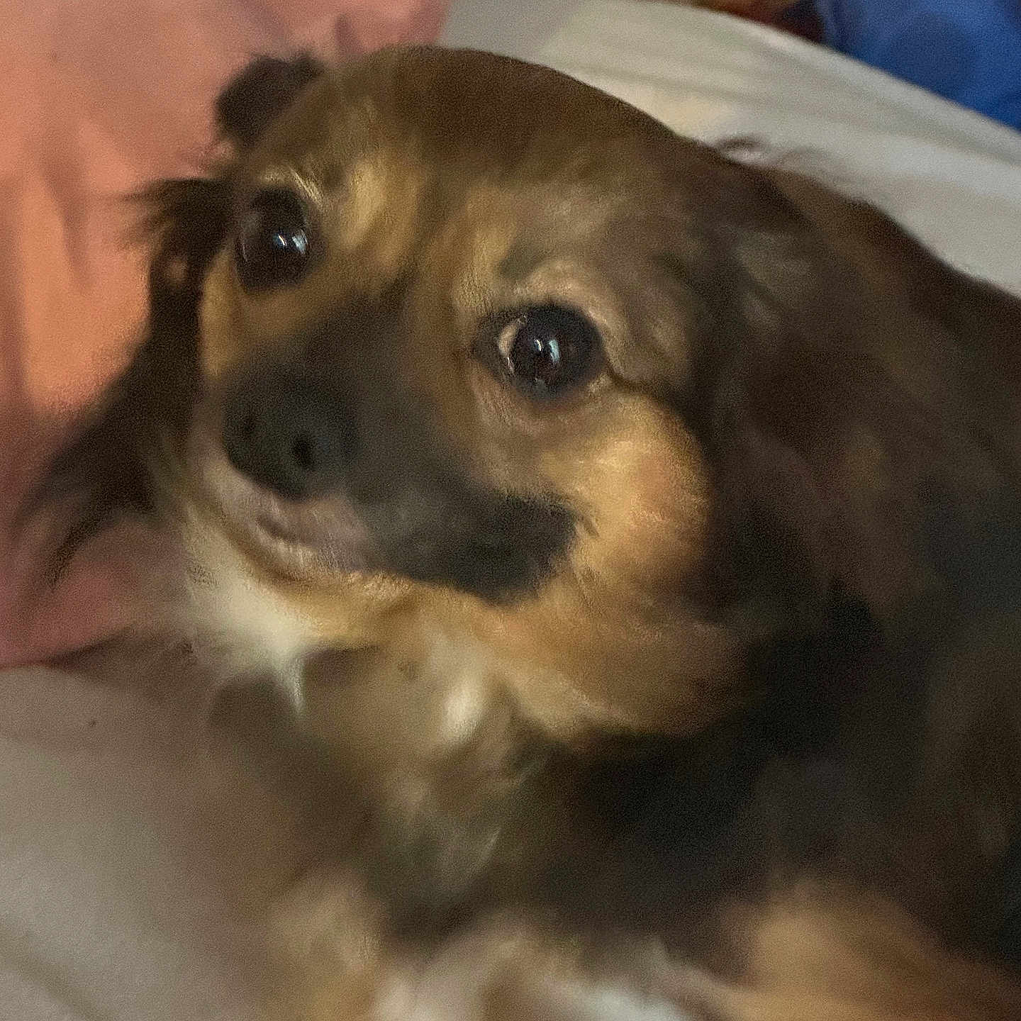 Milo