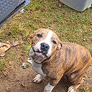 Dozer Mcintyre joined the competition — help win amazing prizes! black_nose, brindle, brown, canine, dirt, dog, floppy_ears, grass, leaves, looking_up, muscular, outdoor, pet, plastic_container, portrait, short_coat, sitting, white, white_markings, yard