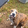 black_nose, brindle, brown, canine, dirt, dog, floppy_ears, grass, leaves, looking_up, muscular, outdoor, pet, plastic_container, portrait, short_coat, sitting, white, white_markings, yard