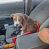 animal, brindle, brown_fur, car_interior, collar, dog, floppy_ears, leash, parking_lot, passenger_seat, pet, photography, pit_bull, portrait, puppy, road_trip, shopping_center, sitting, vehicle, white_marking