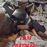 Richard Mcintyre joined the competition — help win amazing prizes! batman, black_mask, blanket, brown_dog, cape, costume, couch, cute, dog, dressed_up, fluffy, funny, indoors, lying_down, mask, portrait, puppy, superhero, text_overlay, toy