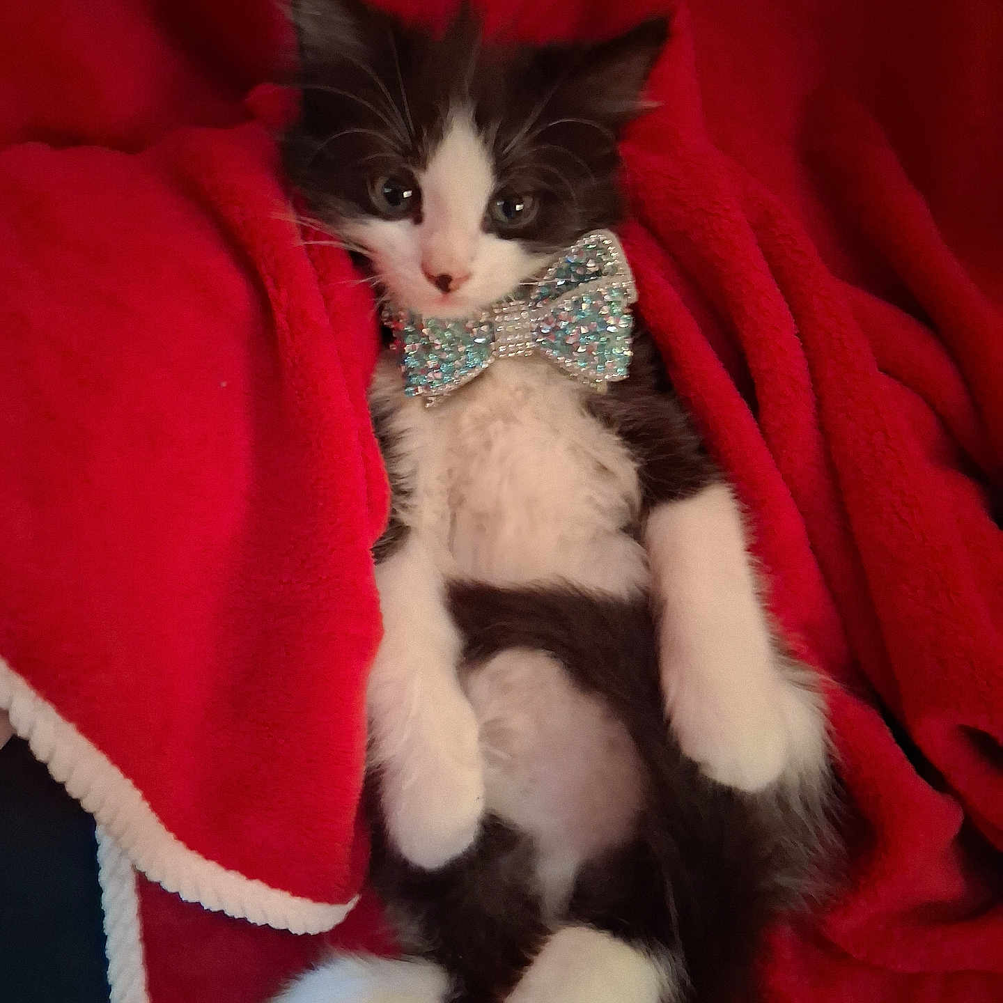 Richard Mcintyre is registered to the contest to win money with this photo: adorable, animal, black_and_white, bow_tie, cat, cozy, cute, domestic_animal, feline, fur, indoors, kitten, lying_down, paws, pet, red_blanket, relaxed, small_animal, soft, whiskers