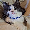 Richard Mcintyre joined the competition — help win amazing prizes! adorable, animal, beaded_collar, black_and_white, blanket, cat, close_up, cozy, cute, domestic_cat, fur, indoor, kitten, pet, portrait, resting, soft_texture, whiskers, wide_eyes, young
