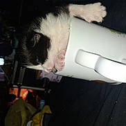 Richard Mcintyre is registered to the contest to win money with this photo:
