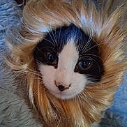 Richard Mcintyre joined the competition — help win amazing prizes! animal, black, blanket, calico_cat, cat, close_up, cozy, dramatic, eyes, face, fluffy, furry, indoors, kitten, long_hair, orange, pet, portrait, whiskers, white