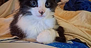 Richard Mcintyre joined the competition — help win amazing prizes! animal, bed, black_and_white, blanket, cat, cozy, curious, cute, ears, eyes, fur, furniture, home, indoor, kitten, pet, pillow, resting, soft, whiskers