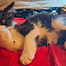 Richard Mcintyre joined the competition — help win amazing prizes! bed, black_fur, calico, cat, close_up, cozy, cushions, eyes, fur, indoors, kitten, lying_down, orange_fur, paws, pet, red_blanket, sleeping, tricolor, whiskers, white_fur