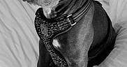 Courage is registered to the contest to win money with this photo: dog, canine, pet, portrait, black_and_white, bed, bedroom, harness, collar, sitting, indoors, animal, short_hair, brown_dog, alert, looking_at_camera, bedding, soft_light, close_up, companion_animal