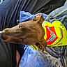 Courage is registered to the contest to win money with this photo: dog, brown_dog, pet, helmet, protective_gear, lying_down, upside_down, blanket, bed, indoor, portrait, close_up, brown_fur, floppy_ears, eye, snout, relaxed, funny, colorful, household