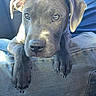 Courage joined the competition — help win amazing prizes! puppy, dog, pet, animal, portrait, close_up, gray_coat, floppy_ears, brown_eyes, large_paws, claws, sitting, lap, person, blue_shirt, jeans, smartphone, car_interior, indoor, candid