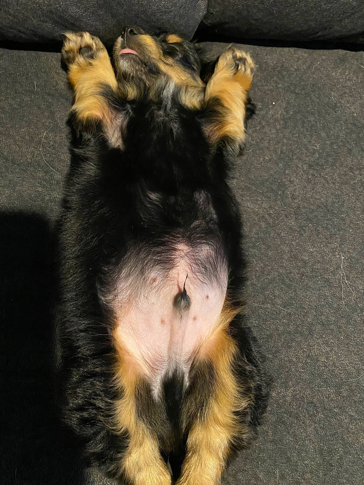 Cooper is registered to the contest to win money with this photo: australian_shepherd, canidae, carnivore, claw, dog, dog_breed, ear, fur, mammal, paw, puppy, snout, tail, terrier