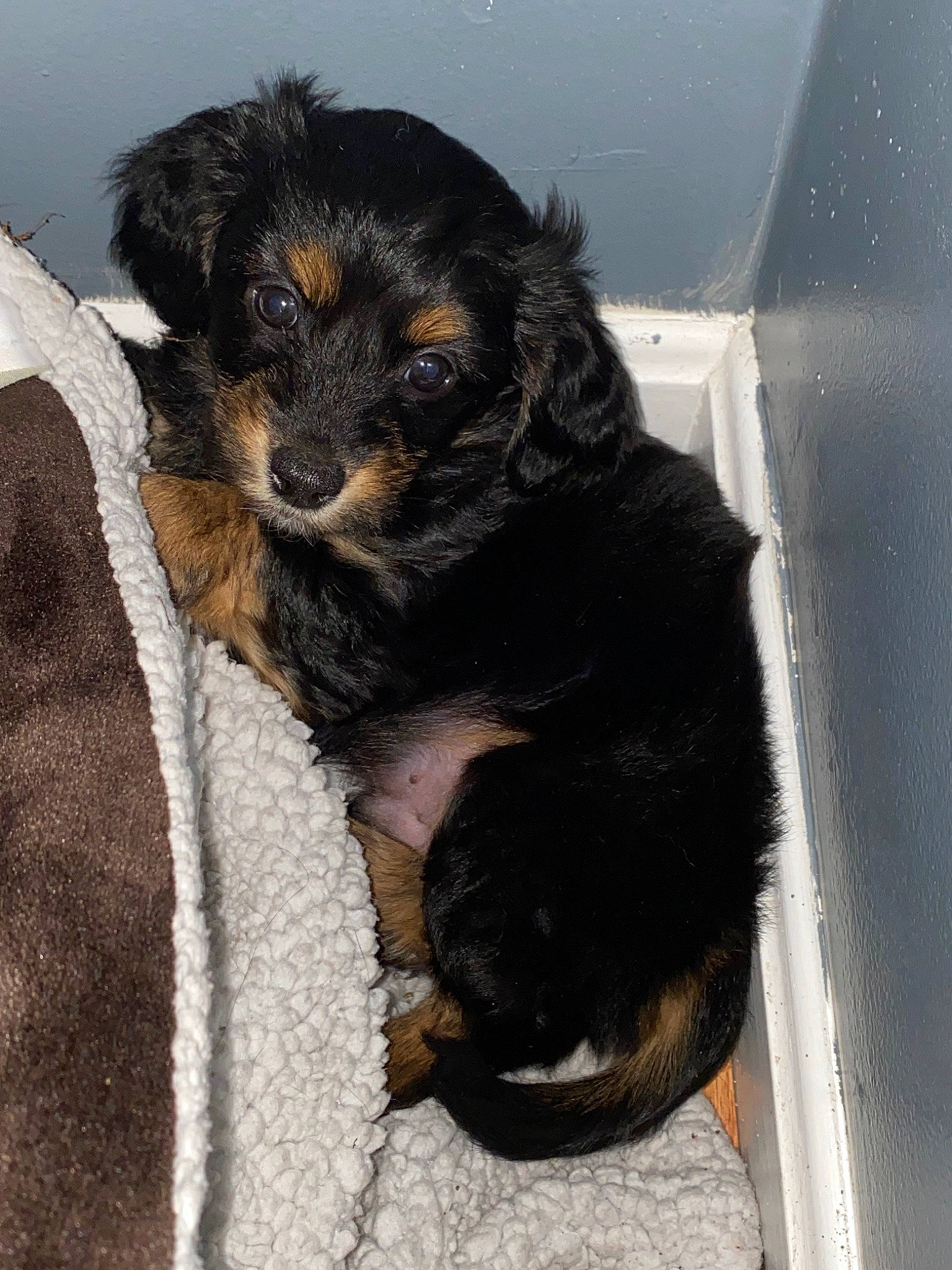 Cooper is registered to the contest to win money with this photo: canidae, carnivore, cavapoo, companion_dog, dog, dog_breed, hovawart, mammal, puppy, sporting_group, vertebrate, yorkipoo