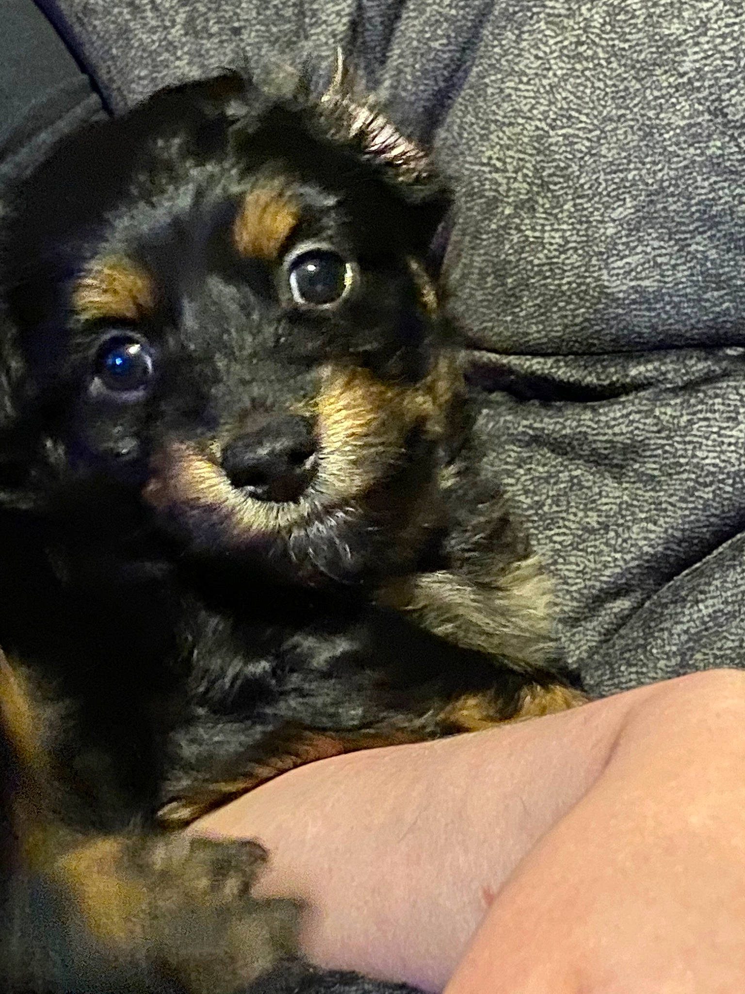 Cooper joined the competition — help win amazing prizes! black_and_tan_terrier, canidae, carnivore, companion_dog, dog, dog_breed, miniature_pinscher, puppy, snout, yorkipoo