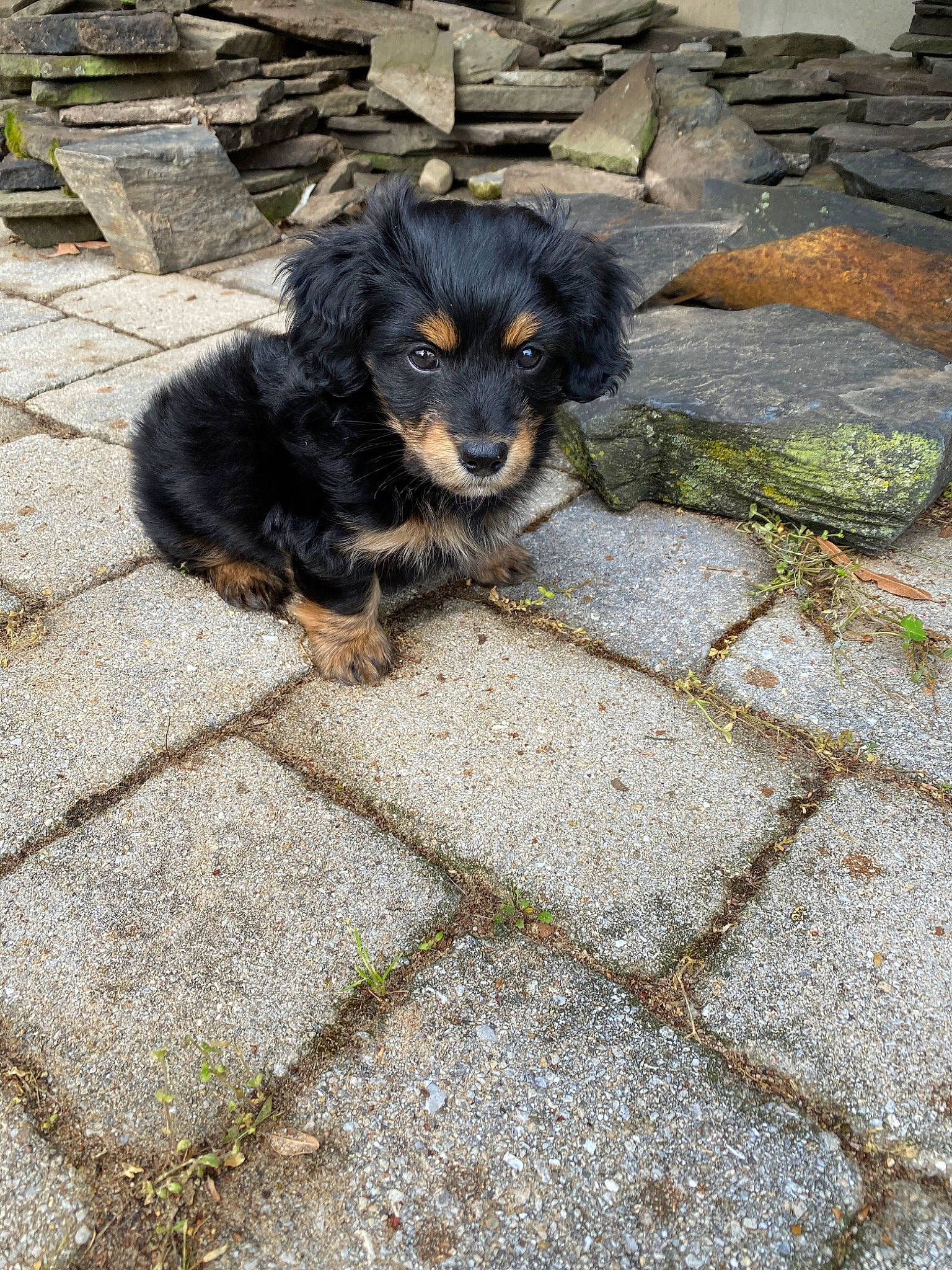 Cooper is registered to the contest to win money with this photo: canidae, carnivore, cavapoo, companion_dog, dog, dog_breed, english_shepherd, mammal, puppy, rare_breed_dog, small_greek_domestic_dog, sporting_group, vertebrate